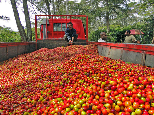 Papua New Guinea Coffee Fresh Coffee Beans