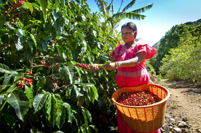 Colombia Coffee Fresh Coffee Beans